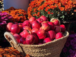 Basket with ripe apples and autumn garden mums flowers.