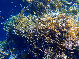 Vibrant shallow coral reef teeming with small fish