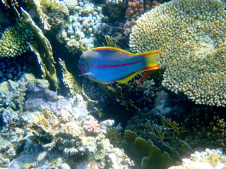 Wrasse with red stripes over yellow coral reef