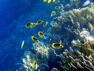 Schooling yellow striped butterflyfish over coral reef