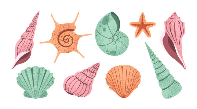 Hand drawn seashell. Sea shells collection, ocean shell set with marine mollusk and starfish, beach marine life elements. Summer vacation, nautical seaside design elements vector set