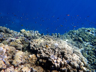 Vibrant shallow coral reef teeming with small fish