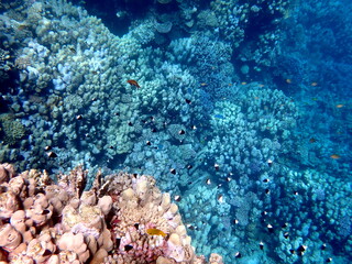 Vibrant shallow coral reef teeming with small fish