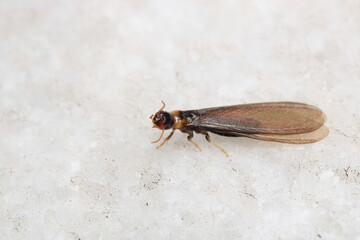 Black carpenter ant macro photo