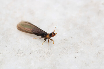 Black carpenter ant macro photo