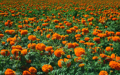 field of cempaxochitl