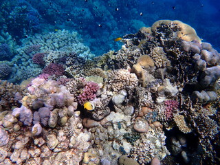 Vibrant shallow coral reef teeming with small fish