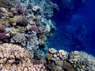 Vibrant shallow coral reef teeming with small fish