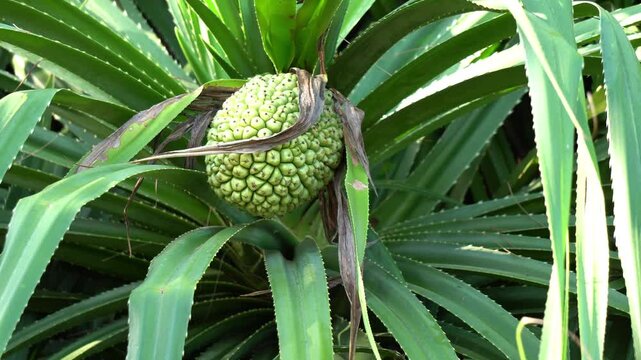 Screw Pine or pandanus fruit close up view.
