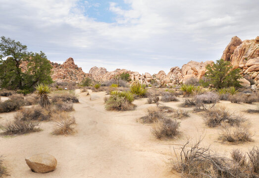 Joshua Tree National Park near Twentynine Palms during a summer season in California, USA