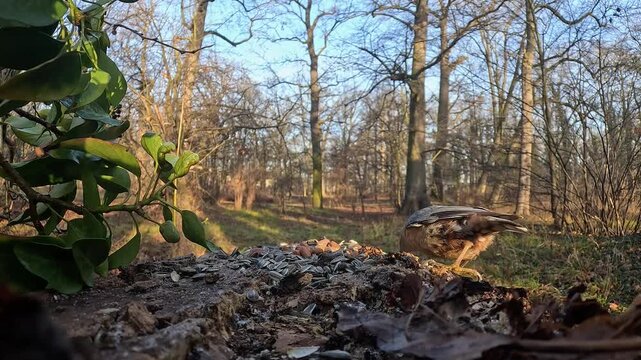 nuthatch bird finds seeds left by people in the forest to feed the birds in winter.