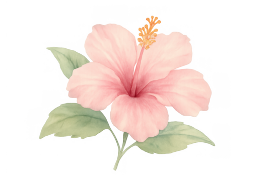 Pink hibiscus flower watercolor illustration with green leaves, tropical botanical plant, transparent background