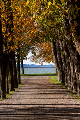 a tree-lined avenue in Lochau leading tp lake Constance Bodensee in autumn