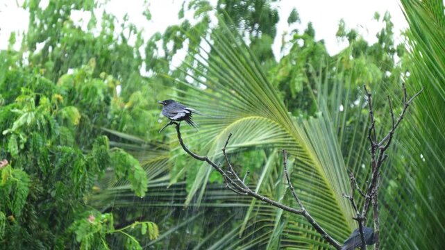 black drongo sit on a branch in heavy rain time.