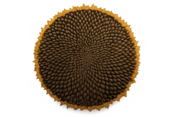 Sunflower seed head displaying natural fibonacci spiral pattern and intricate texture, transparent background