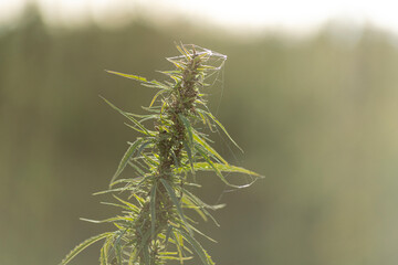 Field landscape with cannabis, used for medical treatment of fatal diseases like cancer, smoking for fun causing addiction, and for industrial use like constructions, textile production, insulation.