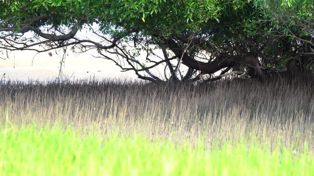Mangrove swamps forest roots close up.