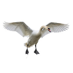 Obraz premium Graceful White Swan Landing Isolated on Transparent Background
