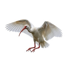 Isolated White Ibis with Spread Wings