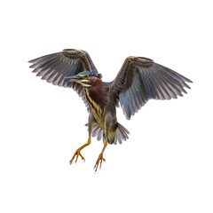 Obraz premium Green Heron in Mid-Air with Wings Extended
