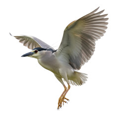 Fototapeta premium Black-crowned Night Heron in Flight, Isolated