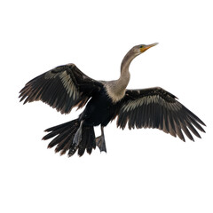 Anhinga Soaring Isolated on Transparent Background