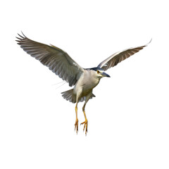 Obraz premium Black-crowned Night Heron in Flight