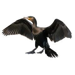 Isolated Great Cormorant with Spread Wings