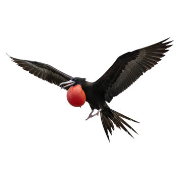 Magnificent Frigatebird Flying with Red Pouch