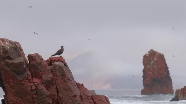 Panning video of birds flying over cliffs in the Pacific Ocean, Paracas National Park