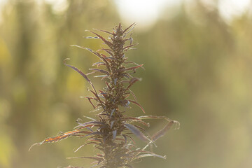 Field landscape with cannabis, used for medical treatment of fatal diseases like cancer, smoking for fun causing addiction, and for industrial use like constructions, textile production, insulation.