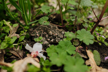 Close-up of a green patterned frog camouflaged among plants and soil in natural environment