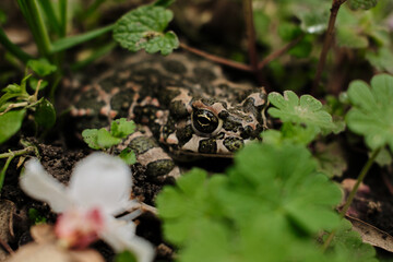 Close-up of a green patterned frog camouflaged among plants and soil in natural environment