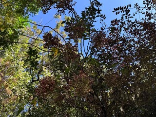 Fototapeta premium A Pistacia atlantica (Atlas mastic tree) in Yıldız Korusu, Istanbul. Its branches are heavy with reddish seed clusters, framed by green foliage and a bright blue autumn sky in the park.