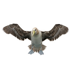 Obraz premium Waved Albatross in Flight with Spread Wings Isolated
