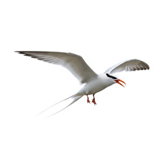 Obraz premium Crested Tern in Flight on Transparent Background