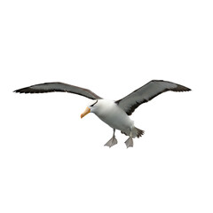 Black-browed Albatross in Flight