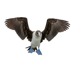 Obraz premium Blue-Footed Booby in Flight with Spread Wings