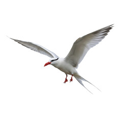 Fototapeta premium Red-billed Tropicbird Isolated