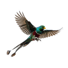 Resplendent Quetzal in Flight