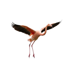 Pink Flamingo in Flight, Isolated on Transparent Background