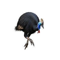 Isolated Southern Cassowary with Blue Head and Casque