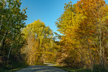 Fall Autumn Country Road Lined With Colour Changing Yellow Orange and Red Trees
