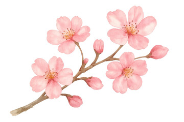 Cherry blossom branch with pink sakura flowers and budding floral elements, watercolor illustration on transparent background