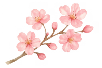 Cherry blossom branch with pink sakura flowers and budding floral elements, watercolor illustration on transparent background