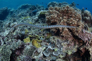 A Banded sea krait, Laticauda semifasciata, swims over the rocky reef at Pulau Serua in the Banda Sea, Indonesia. This remote island harbors aggregations of these venomous yet docile sea snakes.