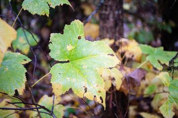 autumn leaves on the tree