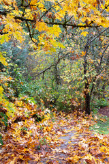 autumn in the forest