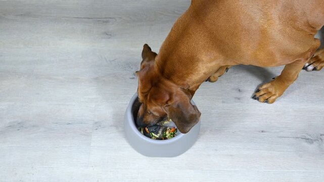 Big brown Rhodesian ridgeback dog eating natural raw meat and fresh vegetables food from its bowl