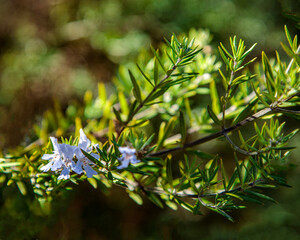 Rosemary Bloom